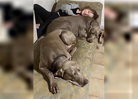 Weltbeste Weimaranerhündin sucht ein liebevolles Zuhause