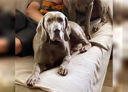 Weltbeste Weimaranerhündin sucht ein liebevolles Zuhause