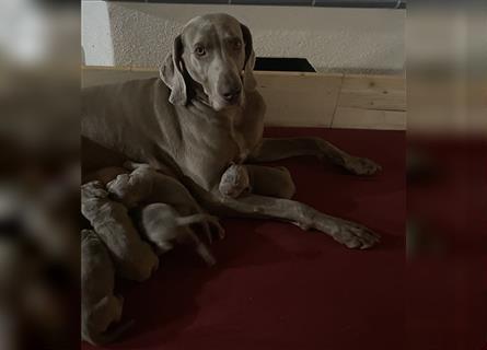 Weltbeste Weimaranerhündin sucht ein liebevolles Zuhause