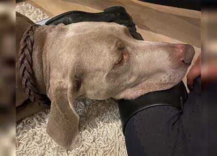 Weltbeste Weimaranerhündin sucht ein liebevolles Zuhause