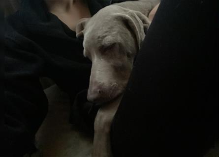 Weltbeste Weimaranerhündin sucht ein liebevolles Zuhause