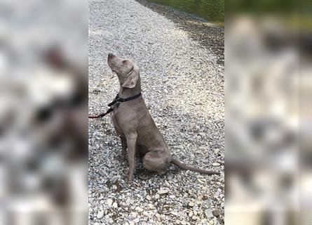 Weltbeste Weimaranerhündin sucht ein liebevolles Zuhause