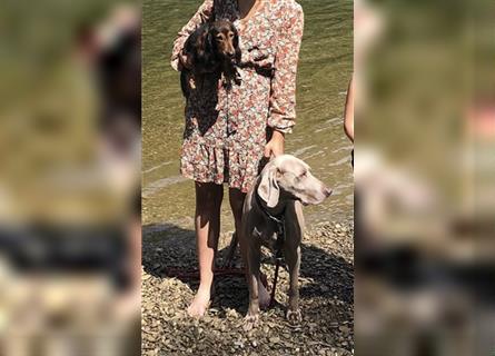 Weltbeste Weimaranerhündin sucht ein liebevolles Zuhause