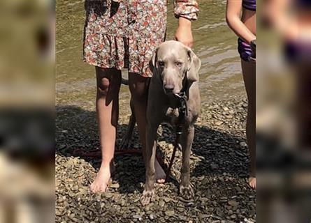 Weltbeste Weimaranerhündin sucht ein liebevolles Zuhause