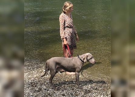 Weltbeste Weimaranerhündin sucht ein liebevolles Zuhause