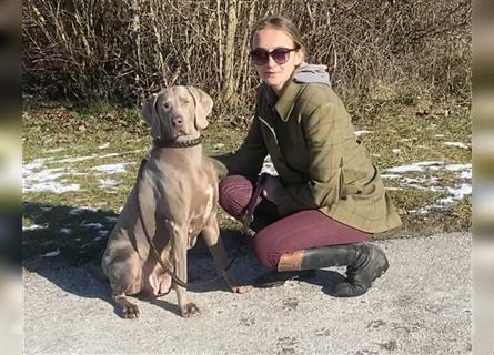 Weltbeste Weimaranerhündin sucht ein liebevolles Zuhause