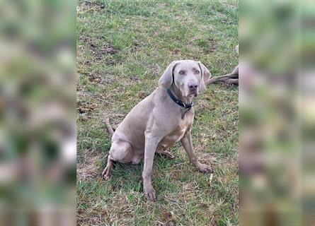 Weltbeste Weimaranerhündin sucht ein liebevolles Zuhause