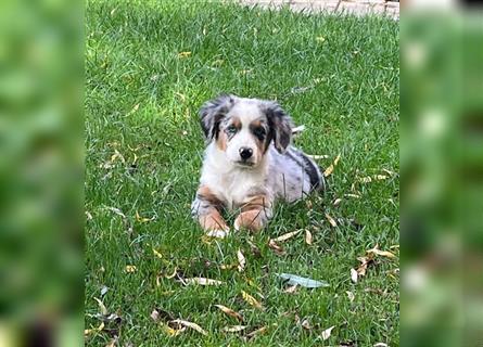 Berner Sennen / Miniatur Australian Shepherd Mischlingswelpe / Mini Aussie Rüde