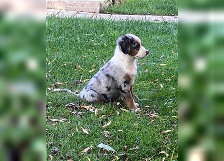 Berner Sennen / Miniatur Australian Shepherd Mischlingswelpe / Mini Aussie Rüde