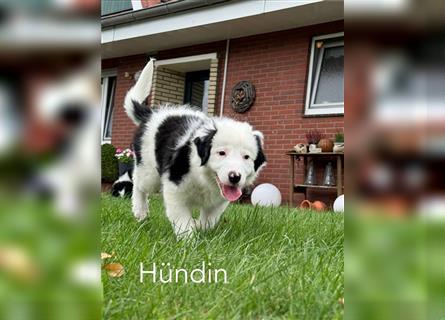 Border Collie - Australian Shepherd - Welpen