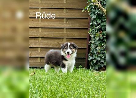 Border Collie - Australian Shepherd - Welpen