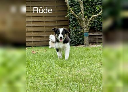 Border Collie - Australian Shepherd - Welpen