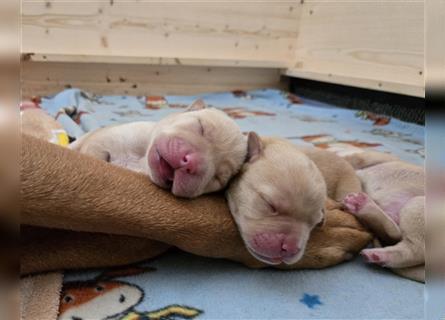 Labrador Welpen reinrassig (gelb-foxred)