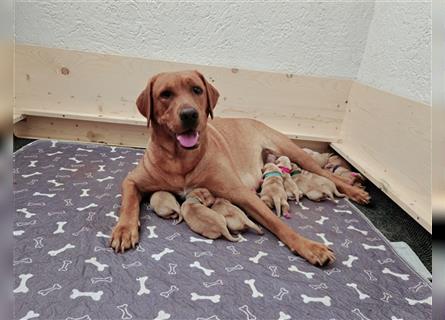 Labrador Welpen reinrassig (gelb-foxred)