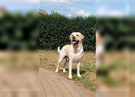 Labrador Welpen reinrassig (gelb-foxred)