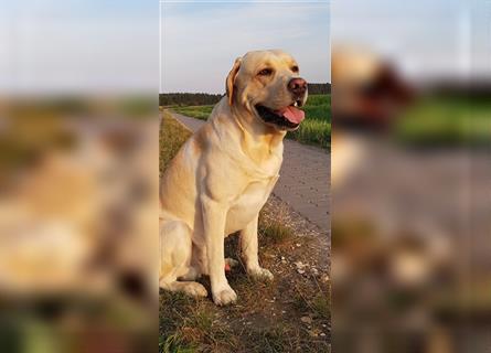 Labrador Welpen reinrassig (gelb-foxred)