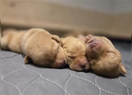 Labrador Welpen reinrassig (gelb-foxred)