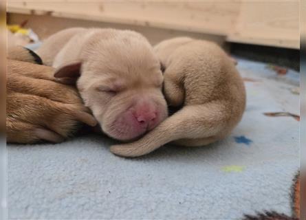 Labrador Welpen reinrassig (gelb-foxred)