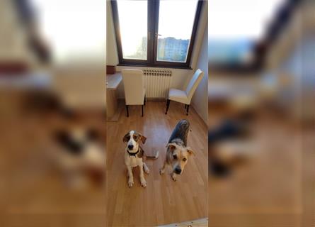 Willy- sehr verträglicher Beaglemix