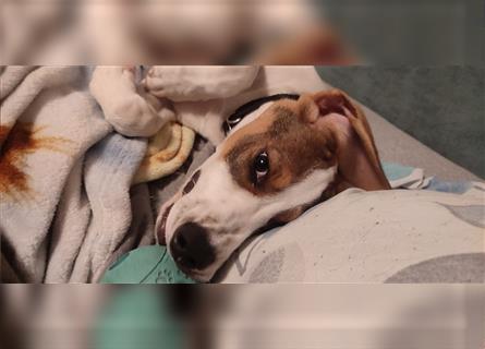 Willy- sehr verträglicher Beaglemix