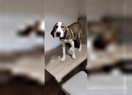 Willy- sehr verträglicher Beaglemix