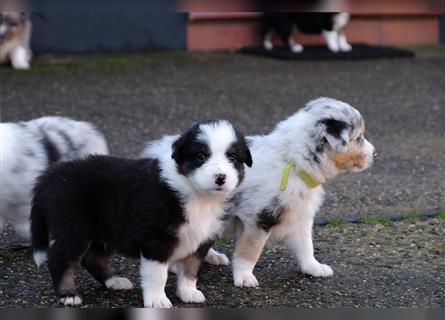 Australian Shepherd Welpen