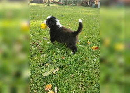 Australian Shepherd Welpen