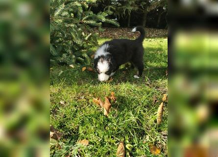 Australian Shepherd Welpen