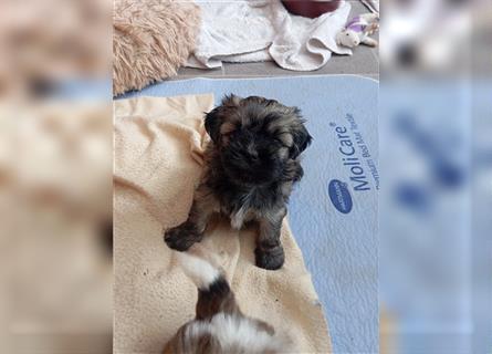 Shih-tzu x Malteser Hündin