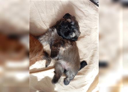 Shih-tzu x Malteser Hündin