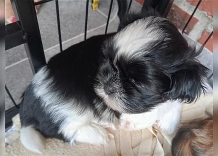 Shih-tzu x Malteser Rüde