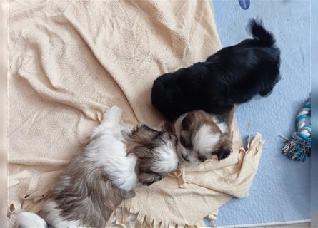 Shih-tzu x Malteser Rüde