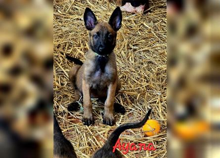 5 Malinois Welpen mit viel Spieltrieb -ABGABRBEREIT--