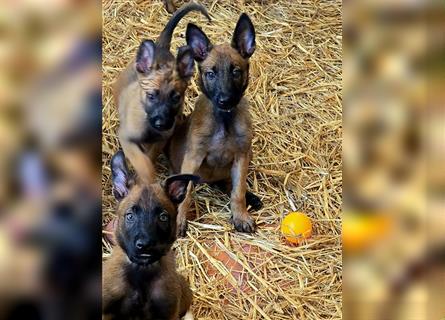 5 Malinois Welpen mit viel Spieltrieb -ABGABRBEREIT--