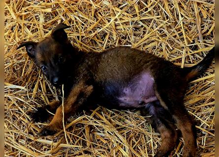 5 Malinois Welpen mit viel Spieltrieb -ABGABRBEREIT--