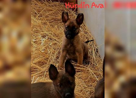 5 Malinois Welpen mit viel Spieltrieb -ABGABRBEREIT--