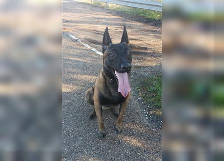 5 Malinois Welpen mit viel Spieltrieb -ABGABRBEREIT--