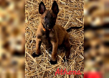 5 Malinois Welpen mit viel Spieltrieb -ABGABRBEREIT--