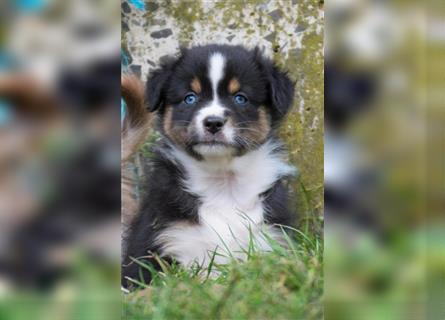 Wunderbare Aussiewelpen in tollen Farben, teilw. mit blauen Augen