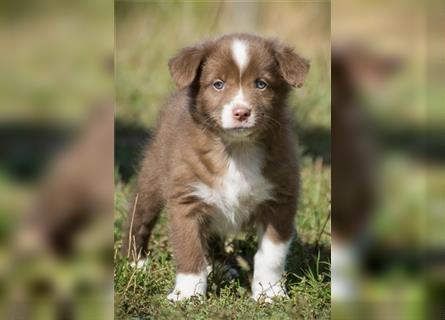 Wunderbare Aussiewelpen in tollen Farben, teilw. mit blauen Augen