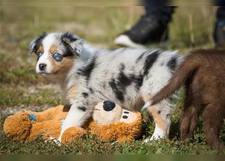 Wunderbare Aussiewelpen in tollen Farben, teilw. mit blauen Augen