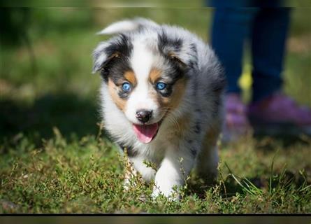 Wunderbare Aussiewelpen in tollen Farben, teilw. mit blauen Augen