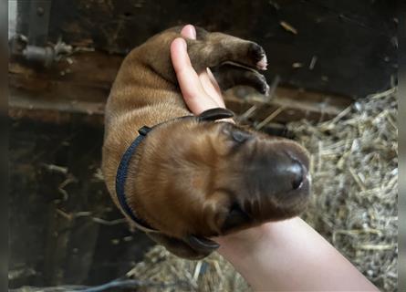 Ridgeback x Labrador Welpen