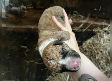 Ridgeback x Labrador Welpen