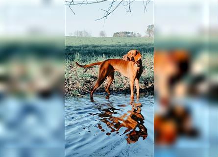 Wurfankündigung Februar 2025 Magyar Vizsla Welpen mit Papieren