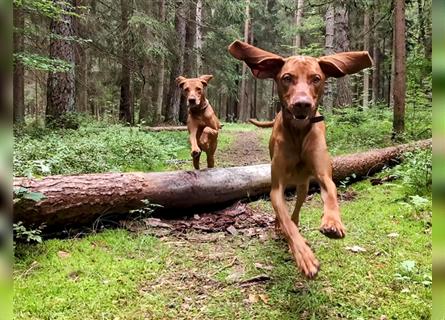 Wurfankündigung Februar 2025 Magyar Vizsla Welpen mit Papieren