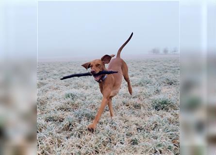 Wurfankündigung Februar 2025 Magyar Vizsla Welpen mit Papieren