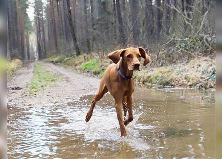 Wurfankündigung Februar 2025 Magyar Vizsla Welpen mit Papieren