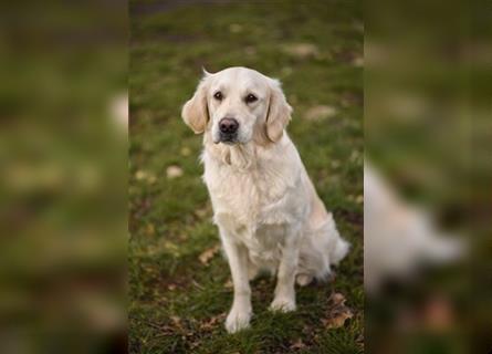 Golden Retriever creme-weiss