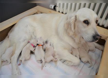 Golden Retriever creme-weiss